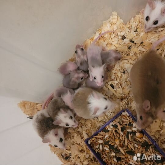 Мастомисы группой