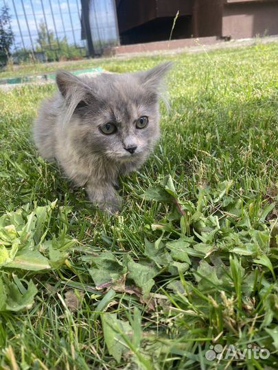 Котенок девочка сибирячка