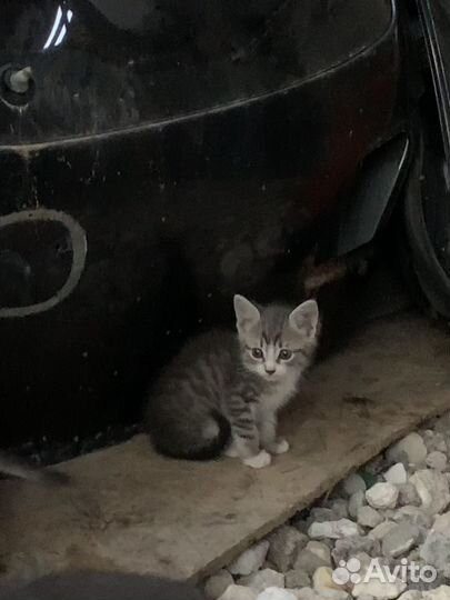 Котята в добрые руки