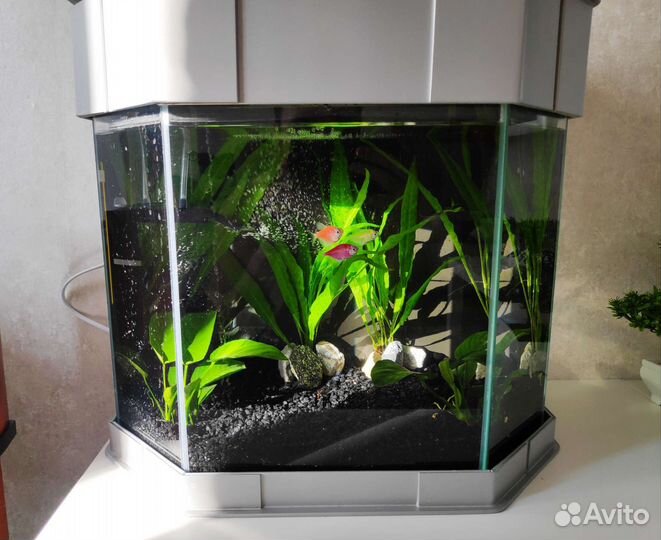 Аквариум