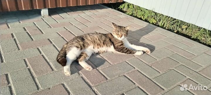 Пристраиваем кота ищем хозяев