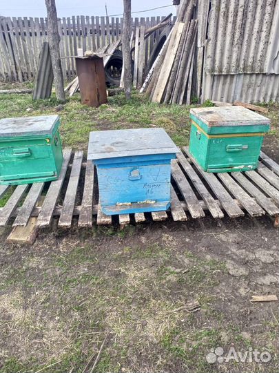 Улей с пчелами