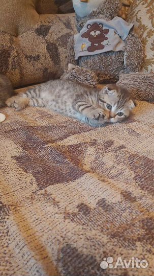 Шотландская вислоухая (табби)