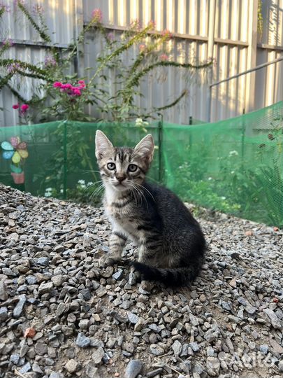 Котята бесплатно рыжые и цветная