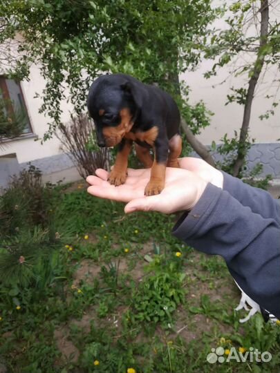 Щенки цвергпинчера