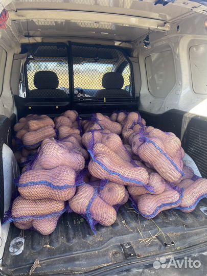 Тыква Матильда