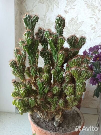 Для ценителей цереус перуанский монстроза