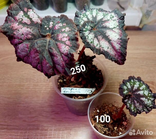 Бегония разные сорта