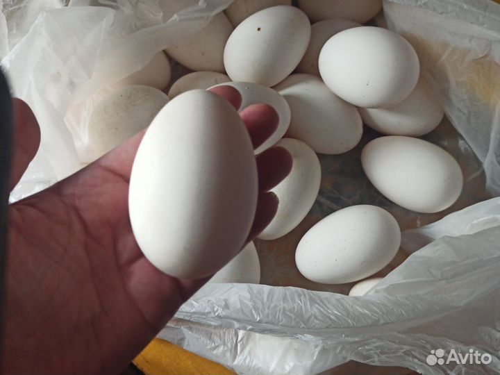 Яйцо гусиное