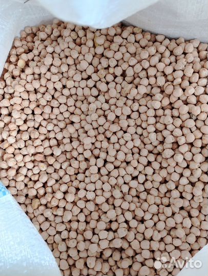 Нут крупноплодный