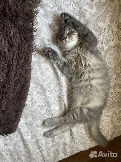 Домашние животные кот