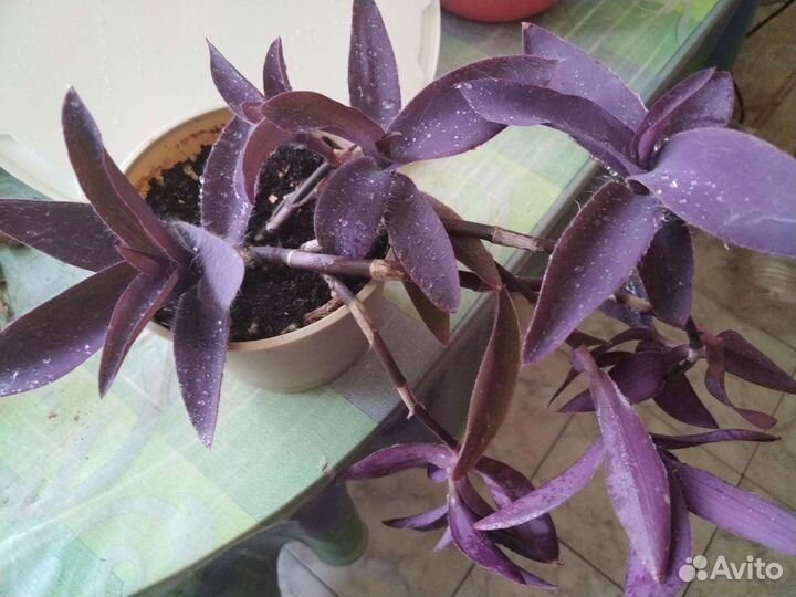 Сеткреазия.Панданус.Ктенанты