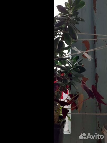 Толстянка, алоэ и другие