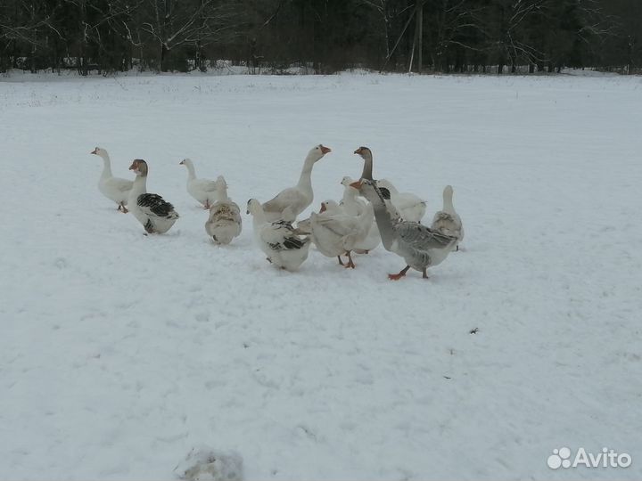 Гуси холмогоры