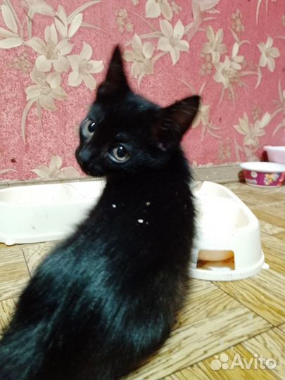 Котята в добрые руки бесплатно