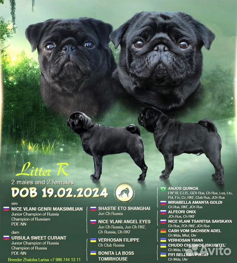 Щенки мопса мальчики