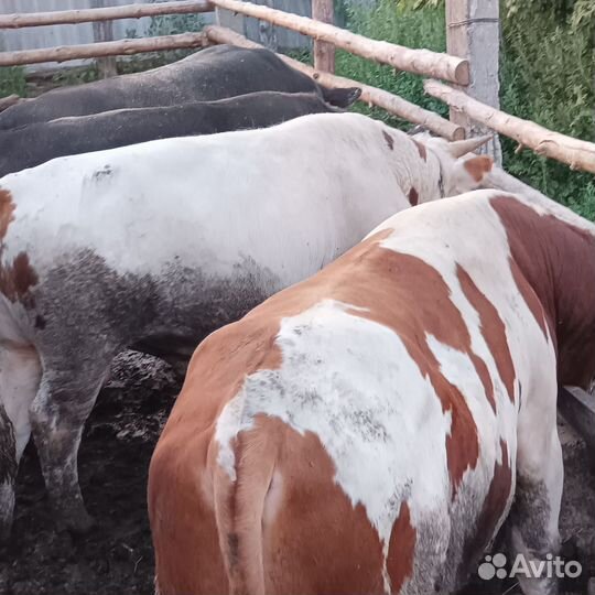 Быки на мясо