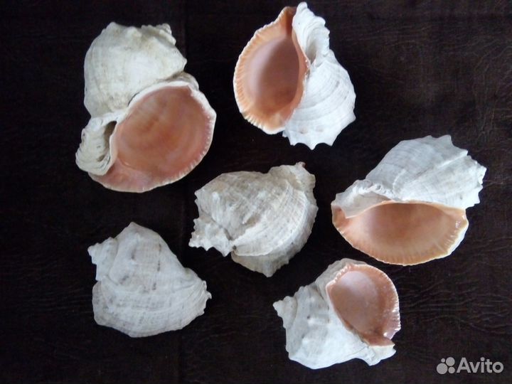 Ракушки рапаны