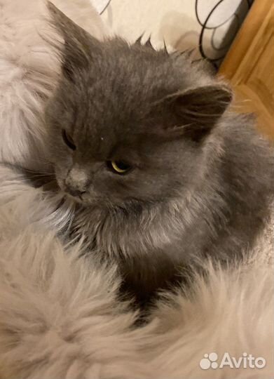 Котенок в добрые руки