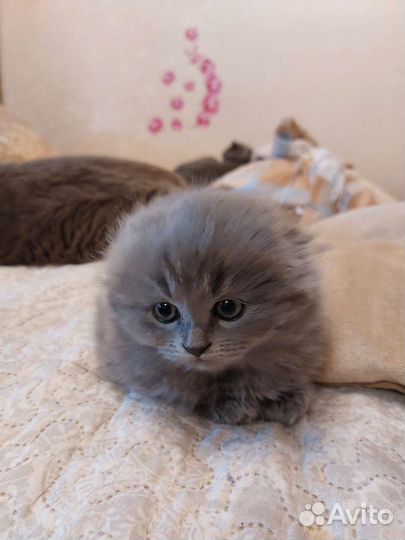 Шотландская вислоухая кошка