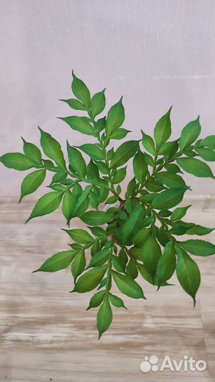 Аморфофаллус