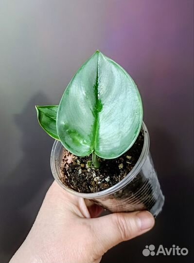 Комнатные растения.Обновлен 23.04