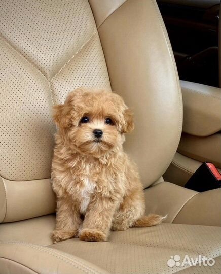 Мальтипу f1 mini мальчик