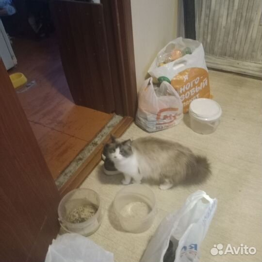 Котята рэгдолл