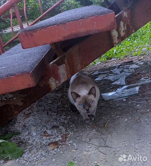Сиамский кот