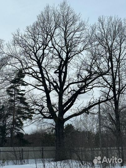 Продам дубРаспил-самовывоз