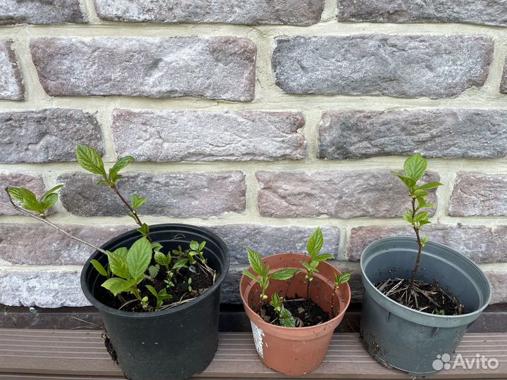 Лимонник китайский