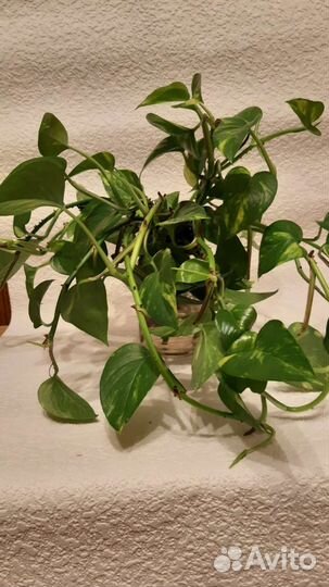 Сциндапсус