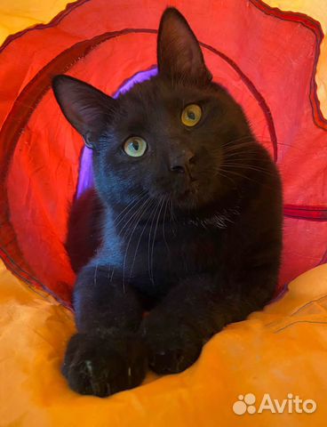 Черный котик в дар объявление продам