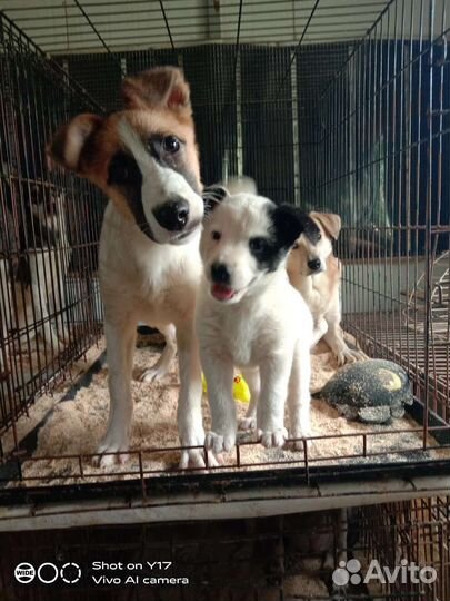 Щенки приюта
