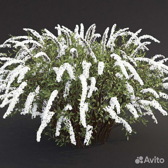 Спирея серая