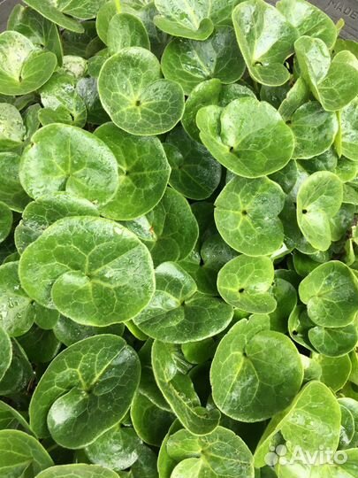 Дачные цветы