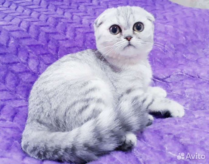 Шотландские котята