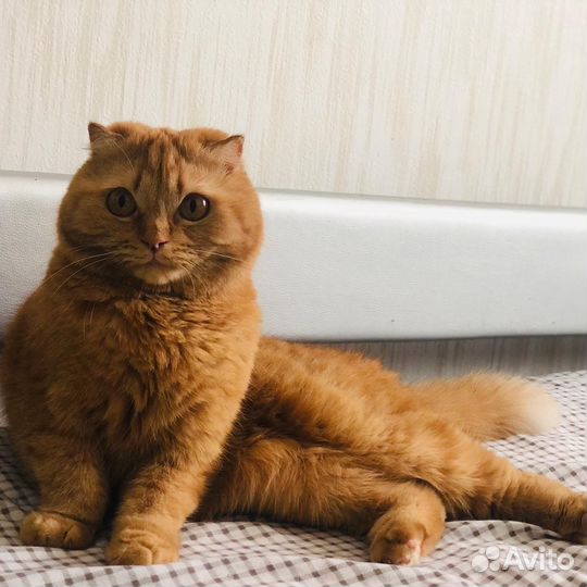 Кошки в добрые руки