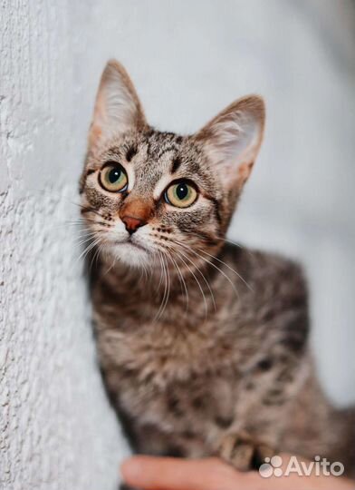 Шпротинка котёнка в добрые руки