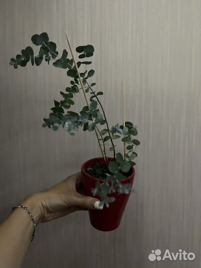 Сциндапсус золотистый и эвкалипт серебряный бинго