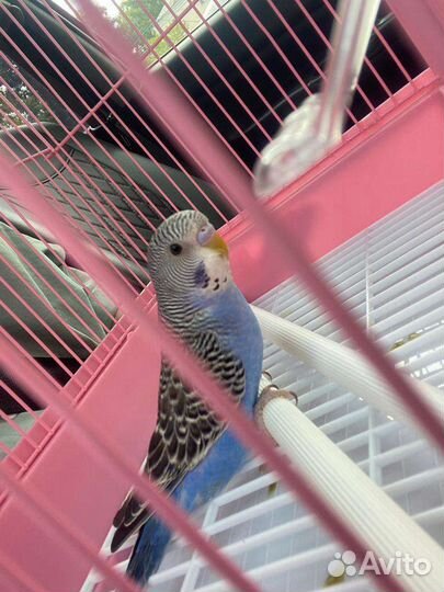 Волнистый попугай с клеткой