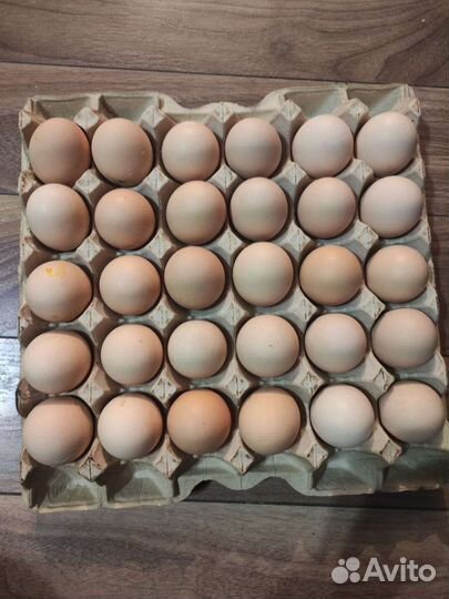 Яйца домашние