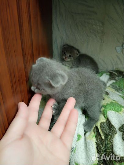 Шотландская вислоухая кошка