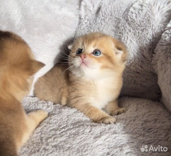 Шотландские котята