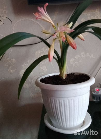Кливия