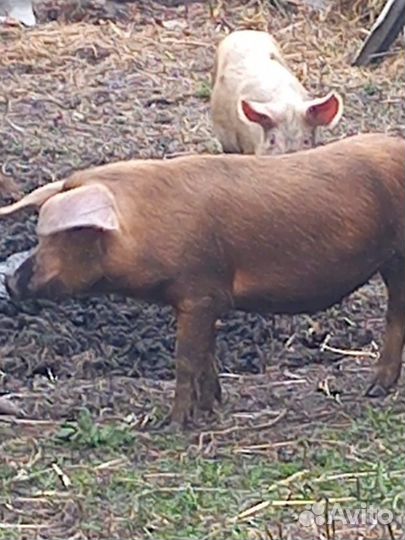 Продам хряка