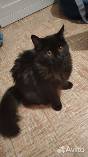 Ангорская шоколадная кошка