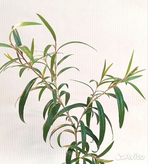 Каллистемон, комнатные растения, Миртовые