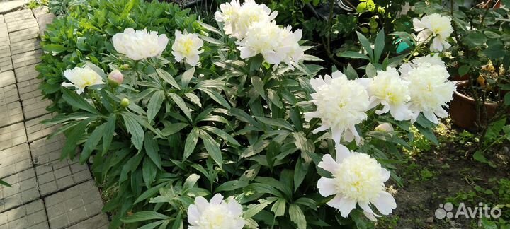 Многолетники