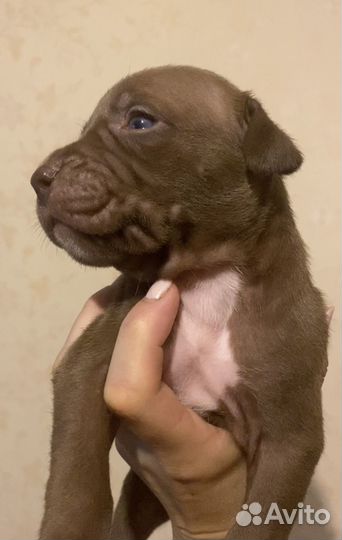 Щенки американского питбультерьера